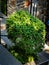 Trimmed green bush at the entrance to the house