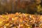 Trimmed hedge with bright yellow leaves