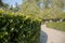 Trimmed hedge and walkway in a summer park. Beautiful alley. Topiary garden