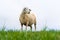 trimmed sheep stands on a field against a blue sky