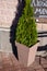 Trimmed thuja growing in large plastic pot