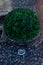 Trimmed thuja growing in large plastic pot