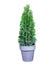 Trimmed thuja growing in large plastic pot isolated on white background. Big potted green thuya cutout