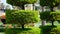 Trimmed thuja and landscape design element closeup