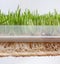 Trimmed wheatgrass with roots in the container, closeup