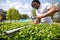 Trimming Boundaries: Man Sculpting a Living Hedge with Precision Trimmer