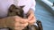 Trimming claws burmese cat