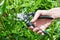 Trimming plants with secateurs in summer