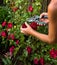 Trimming A Rose Bush