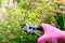 Trimming spirea japonica bush after blooming.