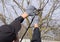 Trimming tree with a cutter. Spring pruning of fruit trees