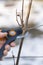 Trimming the tree with a cutter. Spring pruning of fruit trees. pruner cuts grape branch. vertical photo