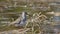 Tringa glareola. Wood sandpiper in the spring on the Yamal Peninsula