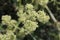 Trinia glauca - Wild plant shot in the spring