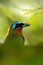 Trinidad Motmot, Momotus bahamensis, exotic bird sitting on the branch, nature forest habitat, art view, Trinidad & Tobago