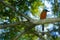 Trinidad Motmot, Momotus bahamensis, exotic bird sitting on the branch, nature forest habitat, Trinidad & Tobago