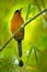 Trinidad Motmot, Momotus bahamensis, exotic bird sitting on the branch in nature forest habitat. Wildlife scene from nature. Art v