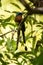 Trinidad Motmot, Momotus bahamensis, sitting on branch in tropical forest habitat. Green vegetation in background