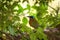 Trinidad Motmot, Momotus bahamensis, sitting on branch in tropical forest habitat. Green vegetation in background
