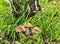 Trinity, the wild growing brown-cap boletus