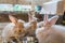 Trio of adorable fluffy bunny rabbits eating out of silver bowl at the county fair