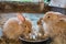 Trio of adorable fluffy bunny rabbits eating out of silver bowl at the county fair