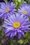 A Trio of Alpine Aster Flowers