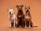 A trio of American Staffordshire Terriers sits poised against a peach backdrop