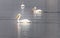 A trio of American white pelicans floating on a Northeastern Colorado lake.