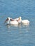Trio of American white pelicans floating together in turquoise water with copy space above and below.