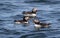 Trio of Atlantic Puffins Fratercula arctica in water off the coast of Maine, selective focus