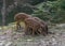 Trio of Baby Boar Eating