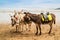 Trio of beach ride donkeys awaiting customers in Scarborough.