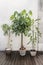 Trio of beautiful decorative plants with bamboo, pachira aquatica