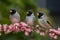 Trio of birds perched on branch adorned with pink flowers