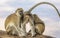 Trio of black-faced vervet monkeys, Ceropithecus aethiops, with two seated and one standing with his back to viewer and blue scrot