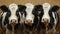 A trio of black and white cows standing amidst golden wheat, gazing forward