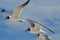 Trio of Black and White Laughing Gulls in the Sky