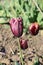 Trio of Blooming Maroon Tulip Blossoms in a Garden