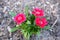 Trio of Blooming Pink Flowers