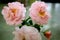 Trio of blossoming delicate pink roses