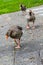 Trio of Brown Geese Waddling Toward Camera