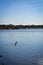 Trio of Canada Geese swimming