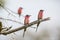 Trio of Carmine Bee Eaters