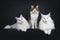 Trio cats on black background