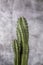 Trio of cereus cacti cacti with their unpleasantly sharp punctures and gray background