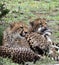 Trio of Cheetah`s in the Sarengeti