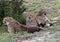 Trio of Cheetah`s in the Sarengeti