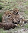 Trio of Cheetah`s in the Sarengeti