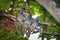 Trio Chestnut-rumped Babbler (Stachyris maculata) in Borneo rainforest